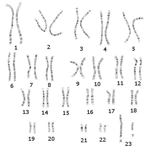 Kromozomlar