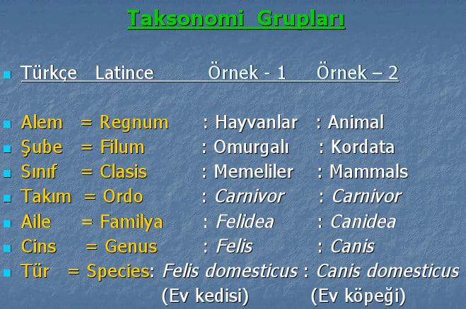 Taksonomi Grupları