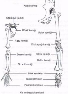 Uzun Kemikler