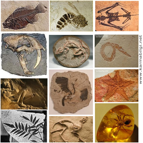 MERHABABu fotoğraflarda fosil örnekleri var bakablirisinizİYİ DERSLER