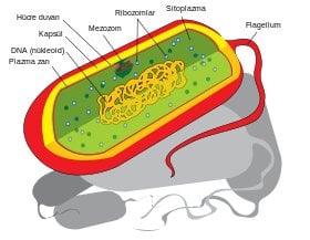 Tipik bir bakteri hücresinin yapısı ve içindekiler.