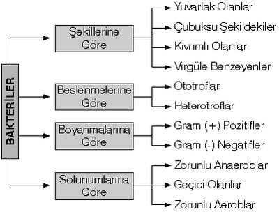 Bakterilerin Çeşitleri