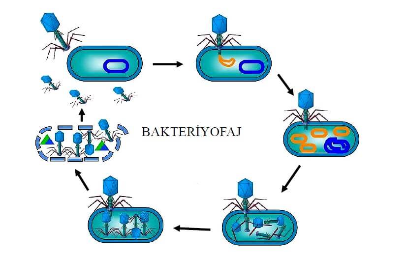 Bakteriyofajın Hücre Nasıl Girer Şematik Anlatım