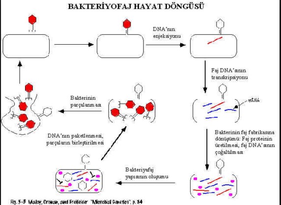 Bakteriyofaj hayat döngüsü şeması