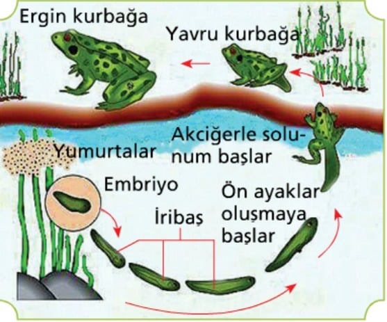 Kurbağalarda Metamorfoz