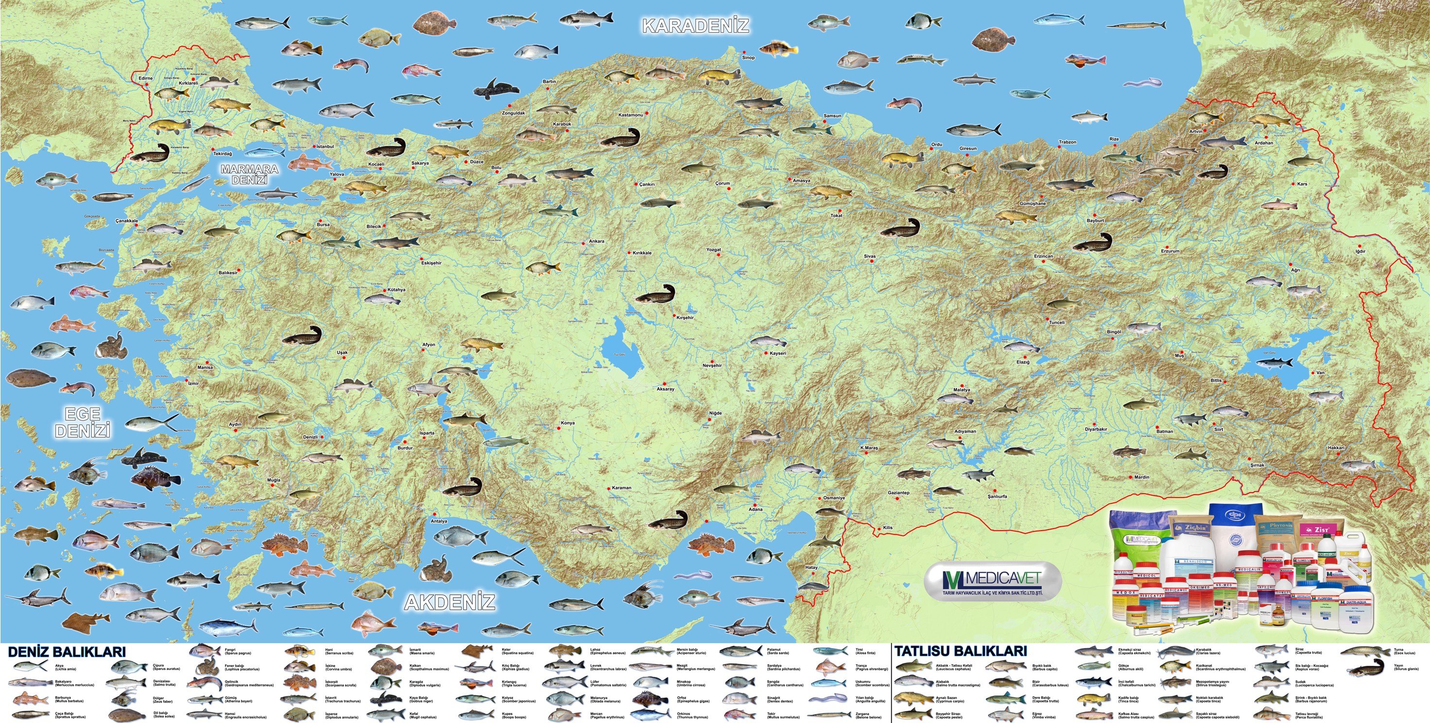 Türkiyede Deniz Balıkçılığı