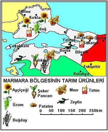 Marmara Bölgesinde Tarım