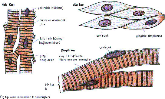 Bu resime açıklama eklenmemiş.