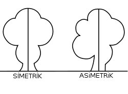 Simetri - Asimetri
