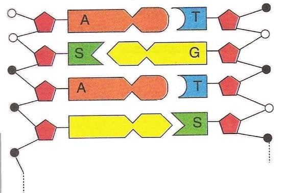 DNA Molekülü