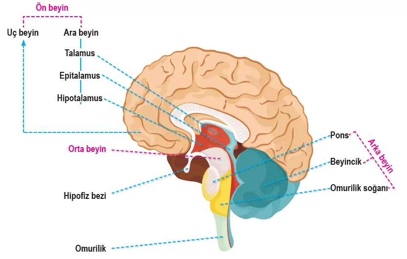 Beynin Bölümleri ve Omurilik Soğanı