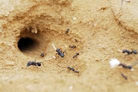 Karınca Yardımıyla Yön Bulma