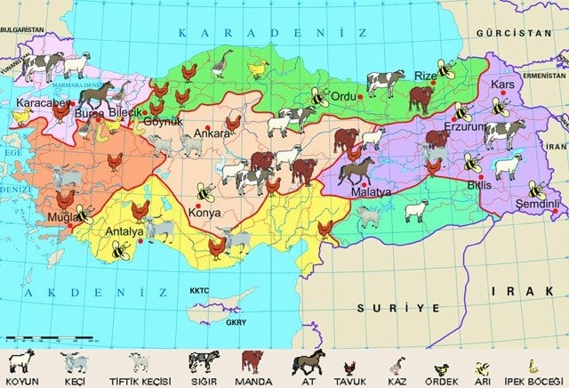 Karadeniz Bölgesinde Hayvancılık